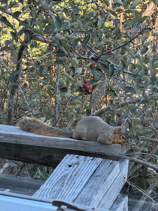 A squirrel just chillin vibing on my back deck